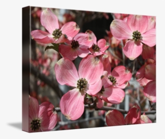 "large Dogwood Blossoms - Flowering Dogwood, HD Png Download, Free Download