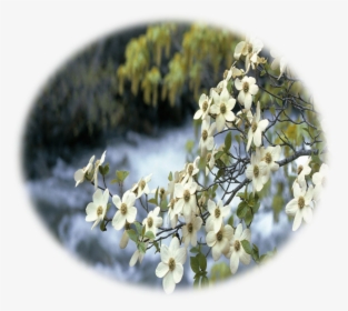 Flowering Dogwood, HD Png Download, Free Download