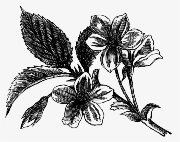 Bryony Flower Drawing, HD Png Download, Free Download