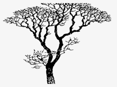 Dogwood Tree Drawing - Vector Tree Draw, HD Png Download, Free Download