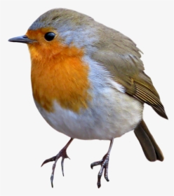 Download European Robin Png Image For Designing Projects - Robin Transparent Background, Png Download, Free Download