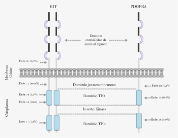 Diagram, HD Png Download, Free Download