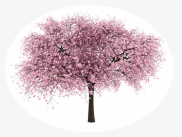 Transparent Background Cherry Blossom Tree Png, Png Download, Free Download