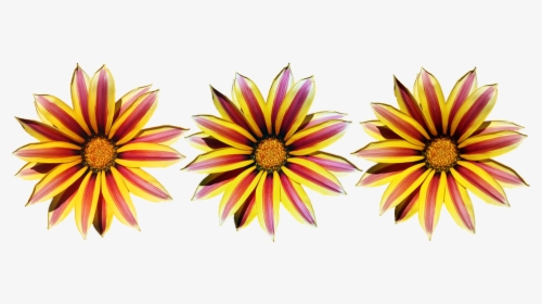 Flores, Amarillo, A Rayas, Sol Margaritas, Jardín - Gazania, HD Png Download, Free Download