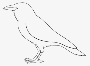 Magical Drawings Line Art How To Draw A Mouse Sketch - Crow, HD Png Download, Free Download