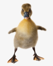 Baby Duck On White Background, HD Png Download, Free Download