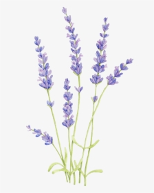 Transparent Lavender Flower Png - Lavender Plant Drawing, Png Download, Free Download
