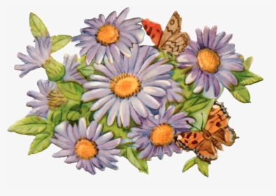 African Daisy, HD Png Download, Free Download