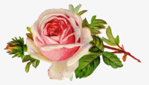 Free Vintage Rose Clip Art Clip Art, Free Printables - Transparent Background Vintage Flowers Clipart, HD Png Download, Free Download