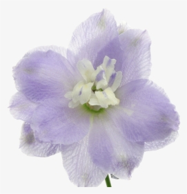 Bellflower, HD Png Download, Free Download