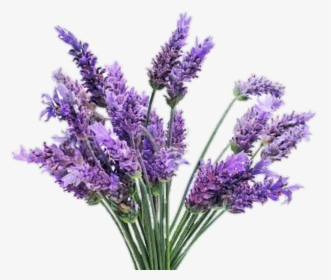 Freetoedit Png Flowers With - Lavender Plant, Transparent Png, Free Download