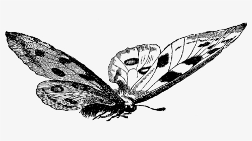 Butterfly Digital Image Stock - Butterfly Illustration Png Black And White, Transparent Png, Free Download