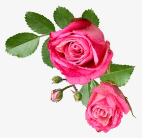 Transparent Vintage Roses Clipart - Flor Png Sin Fondo, Png Download, Free Download