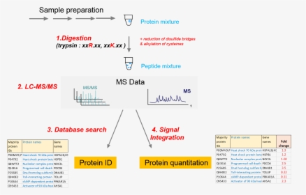 Pipeline-proteomics - Lc Ms Proteomics, HD Png Download, Free Download