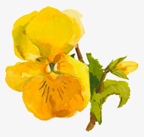 Yellow Cute Flower Watercolor Transparent - Viola, HD Png Download, Free Download
