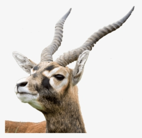 Alt Text - Thomson's Gazelle Png, Transparent Png, Free Download