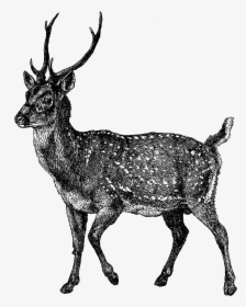 Deer Image Illustration - Elk, HD Png Download, Free Download
