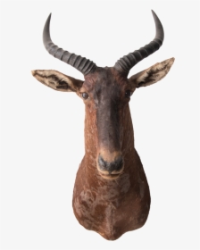 Tsessebe, HD Png Download, Free Download