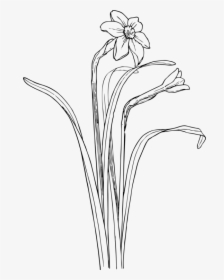 Monochrome Photography,petal,grass Family, HD Png Download, Free Download