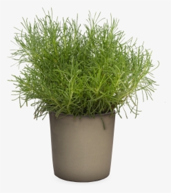 Santolina Green In A Pot, HD Png Download, Free Download