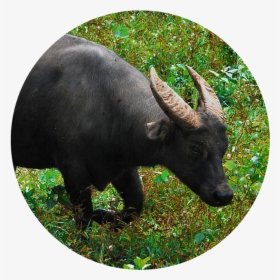 Wild Cattle - Water Buffalo, HD Png Download, Free Download