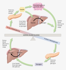 Null - Normal Response To Hyperglycemia, HD Png Download, Free Download