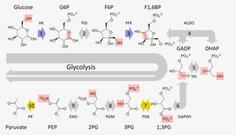 Mitochondria Transparent Glucose Attached - Glycolysis Steps, HD Png Download, Free Download