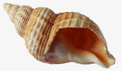 Sea Ocean Shell - Transparent Background Seashell Png, Png Download, Free Download