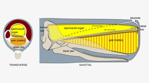Sperm Whale Oil Cavity, HD Png Download, Free Download