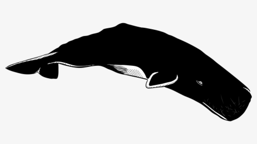 Humpback Whale, HD Png Download, Free Download