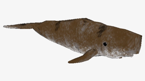 Shark, HD Png Download, Free Download