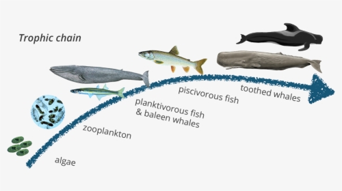 Trophic Chain Pop, HD Png Download, Free Download