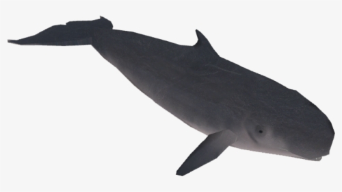 Pygmy Sperm Whale - Zt2 Download Library Gray Whale, HD Png Download, Free Download