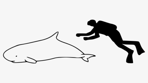 Dwarf Sperm Whale Size Comparison Clipart , Png Download - Dwarf Sperm Whale Size, Transparent Png, Free Download
