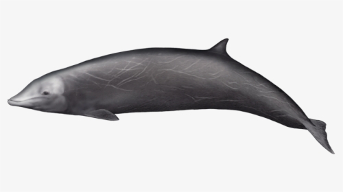 Cuvier Beaked Whale Png, Transparent Png, Free Download