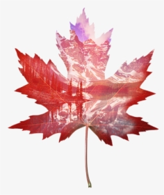 Red Maple Leaf Drawing, HD Png Download, Free Download