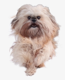 Shih Tzu Png, Transparent Png, Free Download