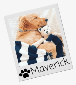 Soft Dog Toys, HD Png Download, Free Download