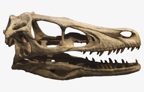 Dinosaur Skull Png - Velociraptor Skull, Transparent Png, Free Download