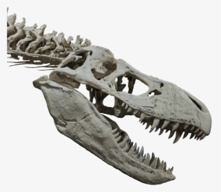T-rex Head And Upper Body Skeleton - T Rex Head Skeleton, HD Png Download, Free Download