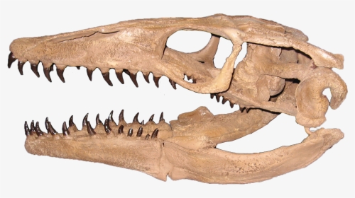 Mosasaurus Skull Png - Plioplatecarpus Marshi, Transparent Png, Free Download