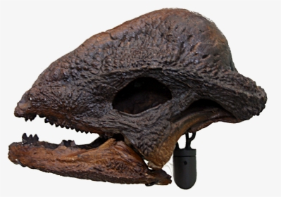 Dinosaur Skull Png, Transparent Png, Free Download