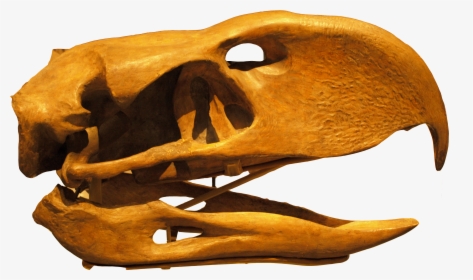 Phorusrhacoslongissimus Skull Backgroundknockedout - Phorusrhacos, HD Png Download, Free Download