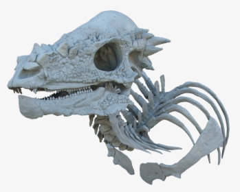 Pachycephalosaurus Bone Skull Transparent, HD Png Download, Free Download