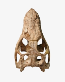 Araripesuchus Skull , Png Download, Transparent Png, Free Download