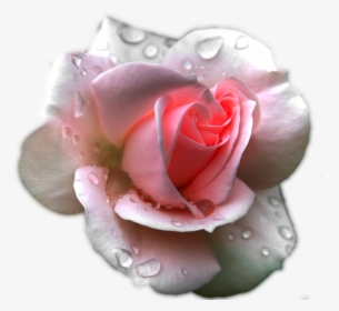 Transparent Clipart Image Pink Rose With Water Effect - Black Rose, HD Png Download, Free Download