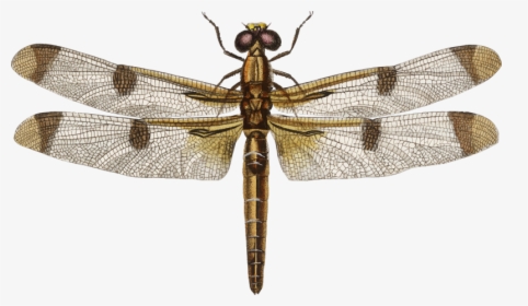 Dragonfly Vintage Png, Transparent Png, Free Download