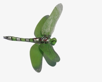 Dragonfly Clip Art Photo - Free Green Dragonfly Clipart, HD Png Download, Free Download