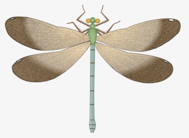 7 Kb, Dragonfly - Clip Art, HD Png Download, Free Download