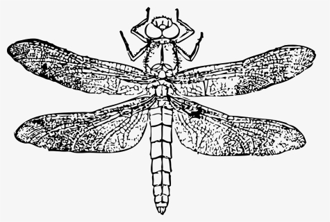 Insect Helicopter Clipart Black And White, HD Png Download, Free Download